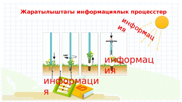 информация Жаратылыштагы информациялык процесстер информация информация 
