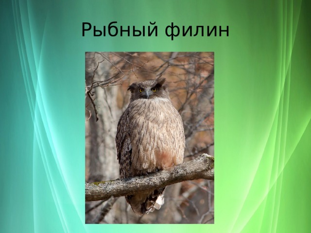 Рассказ о животных родного края. Таксоны рыбий Филин. Филин рыбный морфологический.