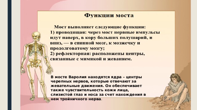 В мосте Варолия находятся ядра – центры черепных нервов, которые отвечают за жевательные движения. Он обеспечивает также чувствительность кожи лица, слизистой глаз и носа за счет нахождения в нем тройничного нерва . 