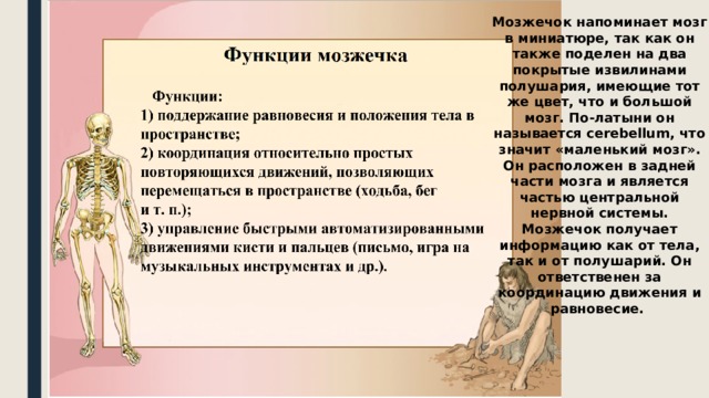 Мозжечок напоминает мозг в миниатюре, так как он также поделен на два покрытые извилинами полушария, имеющие тот же цвет, что и большой мозг. По-латыни он называется cerebellum, что значит «маленький мозг». Он расположен в задней части мозга и является частью центральной нервной системы. Мозжечок получает информацию как от тела, так и от полушарий. Он ответственен за координацию движения и равновесие. 