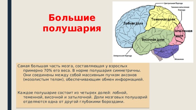 Большие полушария Самая большая часть мозга, составляющая у взрослых примерно 70% его веса. В норме полушария симметричны. Они соединены между собой массивным пучком аксонов (мозолистым телом), обеспечивающим обмен информацией. Каждое полушарие состоит из четырех долей: лобной, теменной, височной и затылочной. Доли мозговых полушарий отделяются одна от другой глубокими бороздами. 