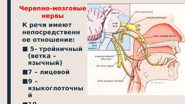 Черепно-мозговые нервы К речи имеют непосредственное отношение:  5- тройничный (ветка – язычный) 7 – лицевой 9 – языкоглоточный 10 – блуждающий 12 - подъязычный 