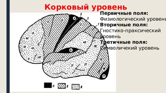 Корковый уровень Первичные поля: Физиологический уровень Вторичные поля: Гностико-праксический уровень Третичные поля: Символичекий уровень 