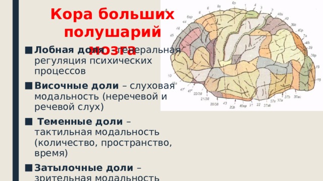 Кора больших полушарий мозга Лобная доля - генеральная регуляция психических процессов Височные доли – слуховая модальность (неречевой и речевой слух)  Теменные доли – тактильная модальность (количество, пространство, время) Затылочные доли – зрительная модальность 