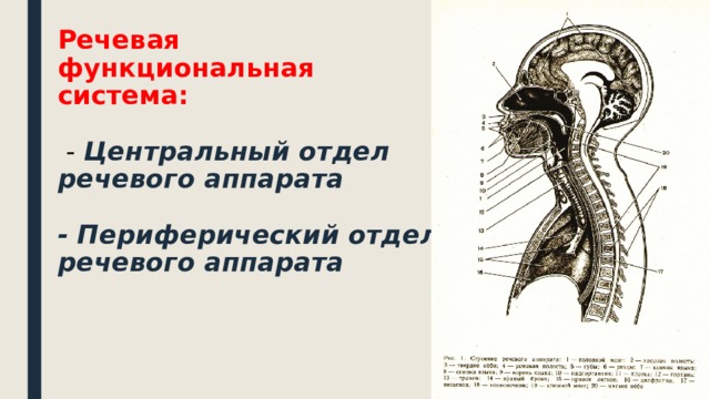 Речевая функциональная система:    - Центральный отдел речевого аппарата   - Периферический отдел речевого аппарата     