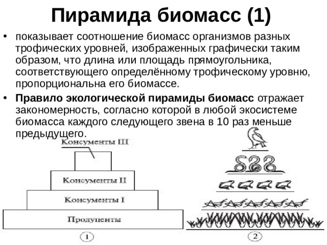 Пирамида биомасс (1)   показывает соотношение биомасс организмов разных трофических уровней, изображенных графически таким образом, что длина или площадь прямоугольника, соответствующего определённому трофическому уровню, пропорциональна его биомассе. Правило экологической пирамиды биомасс  отражает закономерность, согласно которой в любой экосистеме биомасса каждого следующего звена в 10 раз меньше предыдущего. 