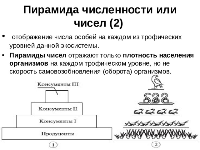 Пирамида численности или чисел (2)    отображение числа особей на каждом из трофических уровней данной экосистемы. Пирамиды чисел отражают только плотность населения организмов на каждом трофическом уровне, но не скорость самовозобновления (оборота) организмов. 
