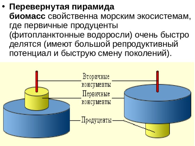 Перевернутая пирамида биомасс  свойственна морским экосистемам, где первичные продуценты (фитопланктонные водоросли) очень быстро делятся (имеют большой репродуктивный потенциал и быструю смену поколений). 