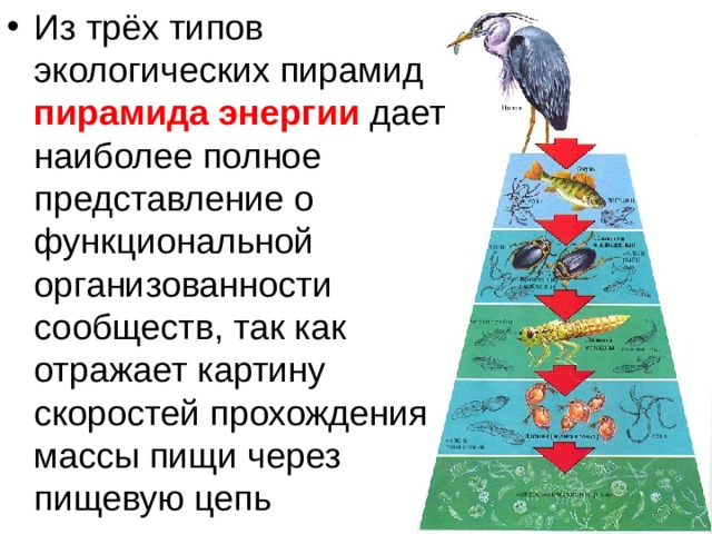 Рассмотрите рисунок и ответьте на вопросы относительно изображенной экологической пирамиды