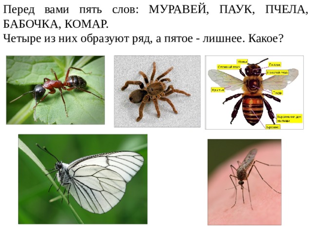 Пчела и бабочка текст. Муравей паук пчела. Найди лишнее слово муравей паук пчела мотылек комар. Паук, бабочка, Божья коровка, муравей. Комары бабочки муравьи.