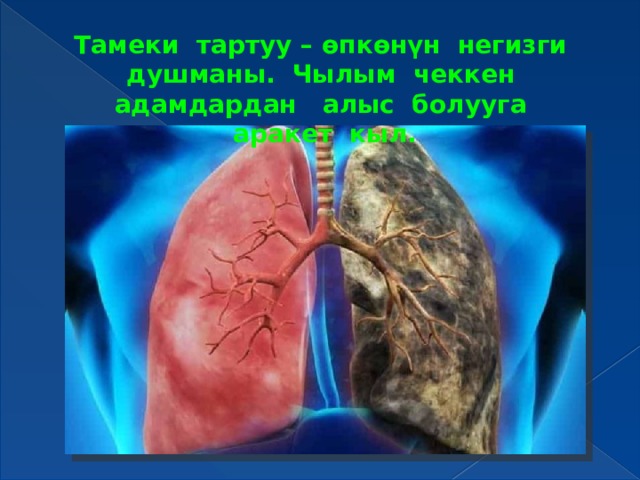 Тамеки тартуу – өпкөнүн негизги душманы. Чылым чеккен адамдардан алыс болууга аракет кыл. 