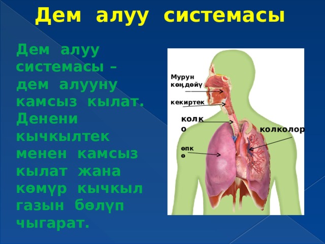 Дем. Дем алуу системасы презентация. Системасы. Дем алу.