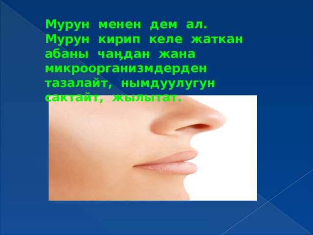 Мурун менен дем ал. Мурун кирип келе жаткан абаны чаӊдан жана микроорганизмдерден тазалайт, нымдуулугун сактайт, жылытат. 