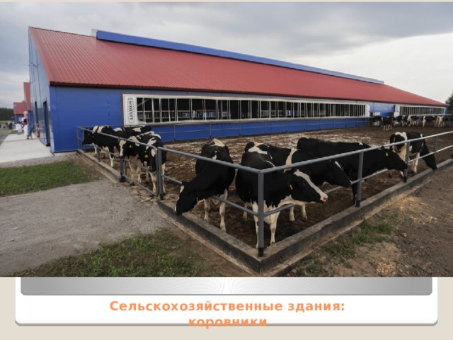 Сельскохозяйственные здания:  коровники 