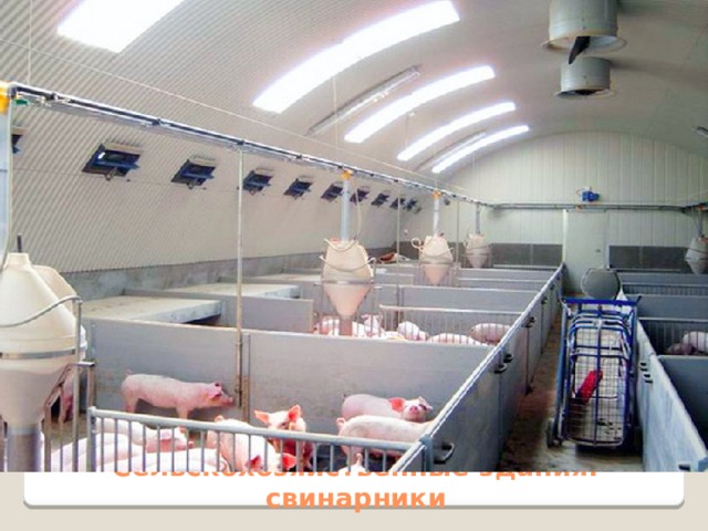 Сельскохозяйственные здания:  свинарники 