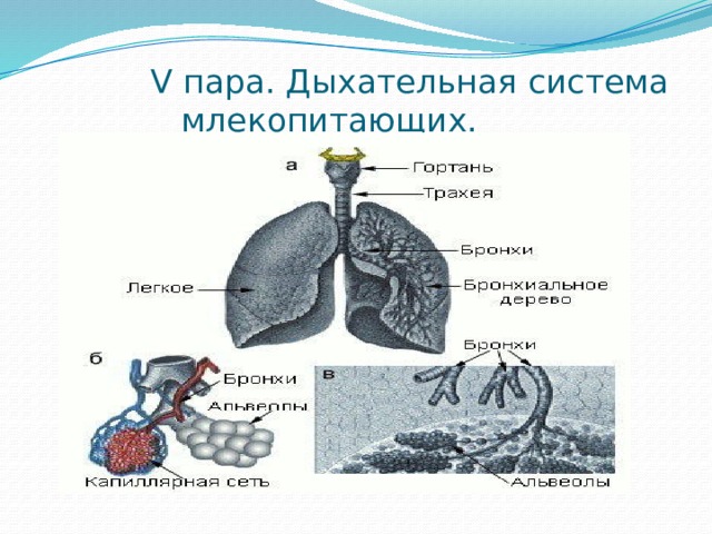 Схема строения дыхательной системы млекопитающих