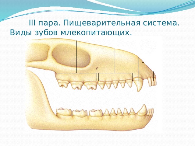 Гетеродонтная зубная система у млекопитающих. Резцы клыки и коренные зубы у млекопитающих.