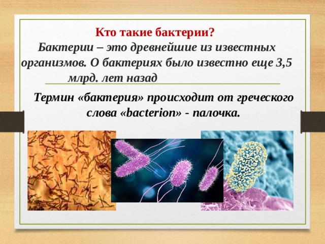 Что происходит с бактериями. Понятие бактерии. Общее понятие о бактериях. Понятие о микроорганизмах. Терминология бактерий.