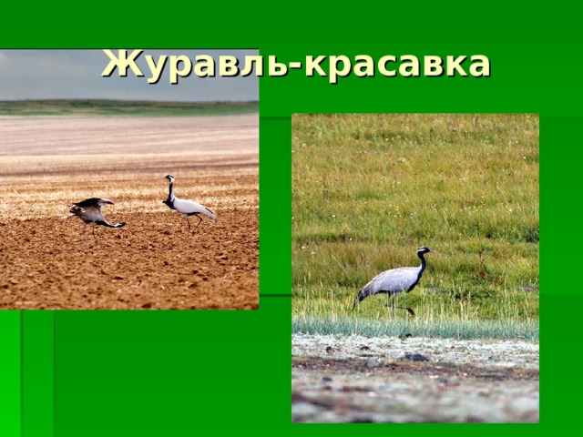 Журавль-красавка 