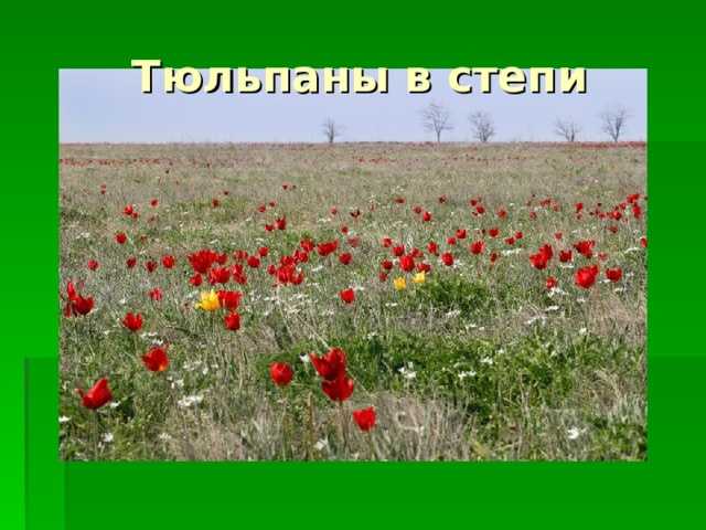 Тюльпаны в  степи 