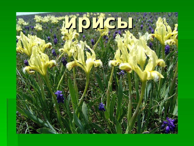 ирисы 