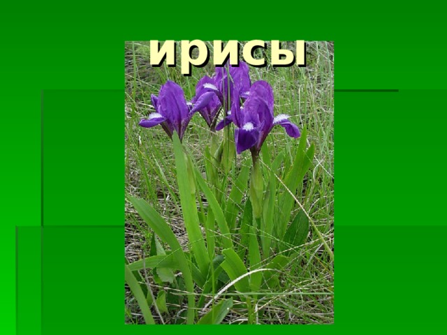 ирисы 