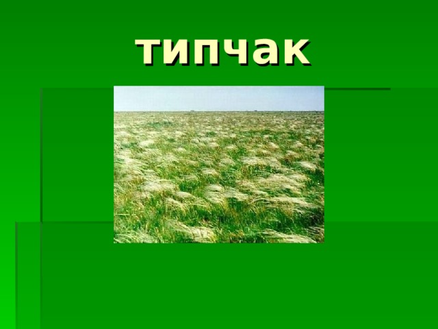типчак 