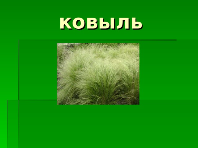 ковыль 