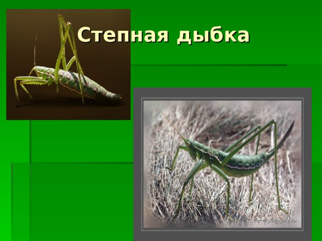 Степная дыбка 