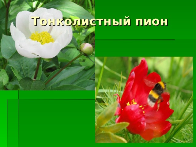 Тонколистный пион 