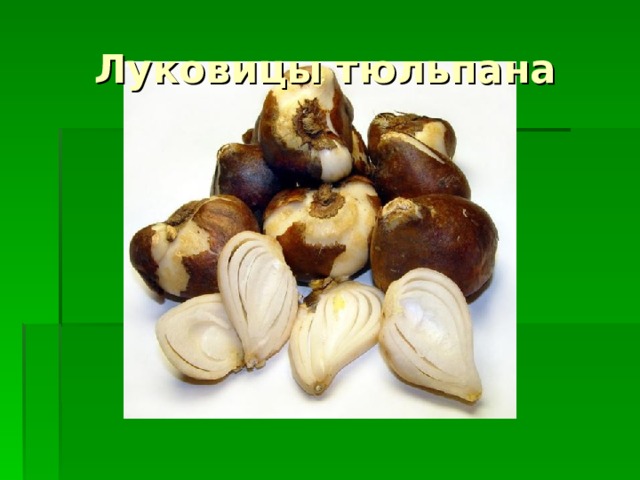 Луковицы тюльпана 