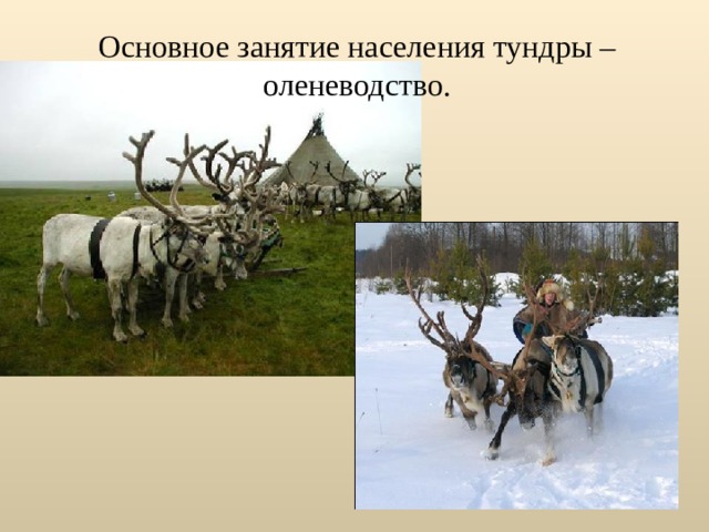 Основное занятие населения тундры – оленеводство. 