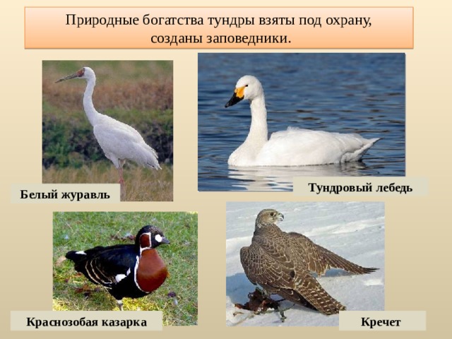 Природные богатства тундры взяты под охрану,  созданы заповедники. Тундровый лебедь Белый журавль Краснозобая казарка Кречет 