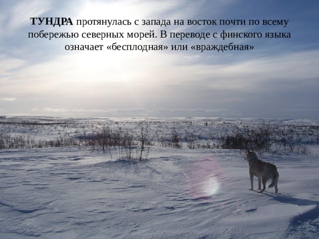 ТУНДРА протянулась с запада на восток почти по всему побережью северных морей. В переводе с финского языка означает «бесплодная» или «враждебная» 