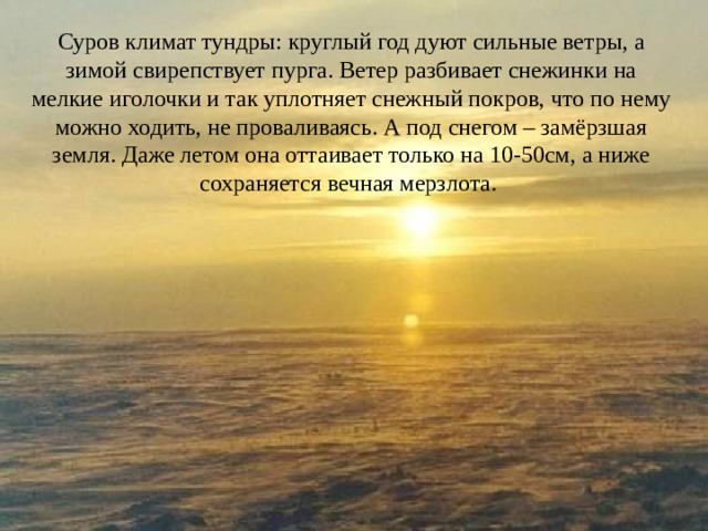 Суров климат тундры: круглый год дуют сильные ветры, а зимой свирепствует пурга. Ветер разбивает снежинки на мелкие иголочки и так уплотняет снежный покров, что по нему можно ходить, не проваливаясь. А под снегом – замёрзшая земля. Даже летом она оттаивает только на 10-50см, а ниже сохраняется вечная мерзлота. 