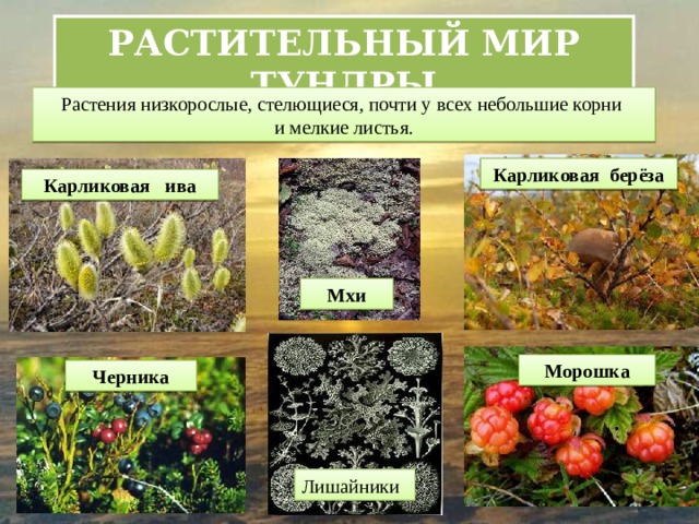 РАСТИТЕЛЬНЫЙ МИР ТУНДРЫ Растения низкорослые, стелющиеся, почти у всех небольшие корни и мелкие листья. Карликовая берёза Карликовая ива Мхи Морошка Черника Лишайники 