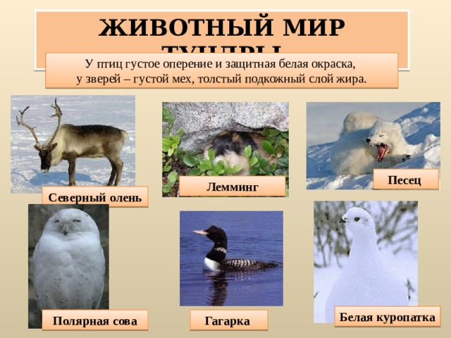 ЖИВОТНЫЙ МИР ТУНДРЫ У птиц густое оперение и защитная белая окраска, у зверей – густой мех, толстый подкожный слой жира. Песец Лемминг Северный олень Белая куропатка Полярная сова Гагарка 