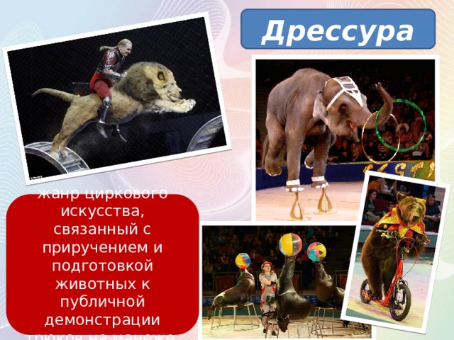 Дрессура жанр циркового искусства, связанный с приручением и подготовкой животных к публичной демонстрации трюков на манеже. 