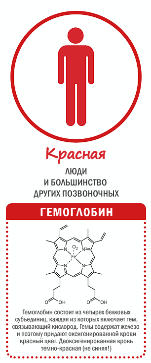 голубая кровь миф или реальность проект. Смотреть фото голубая кровь миф или реальность проект. Смотреть картинку голубая кровь миф или реальность проект. Картинка про голубая кровь миф или реальность проект. Фото голубая кровь миф или реальность проект