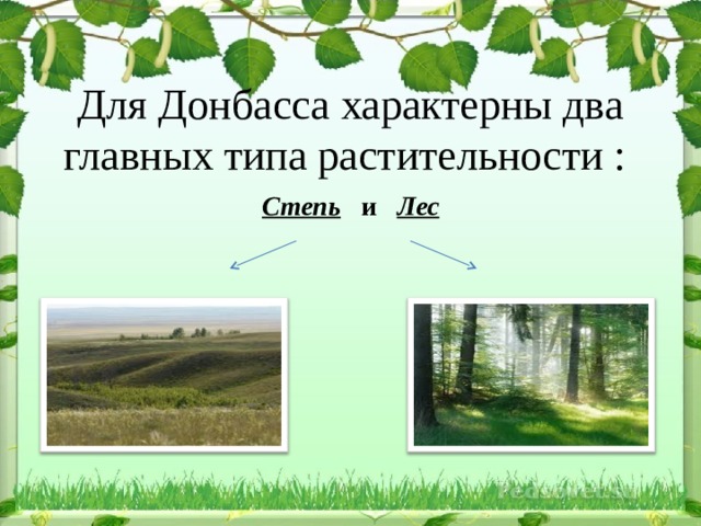   Для Донбасса характерны два главных типа растительности :  Степь и Лес 