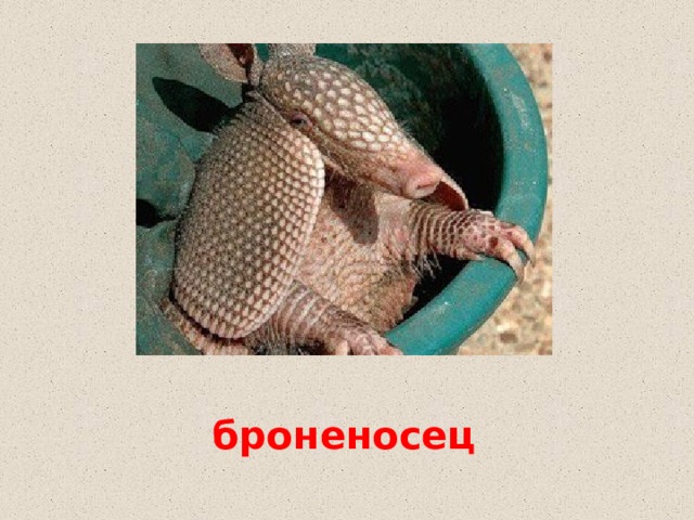броненосец  