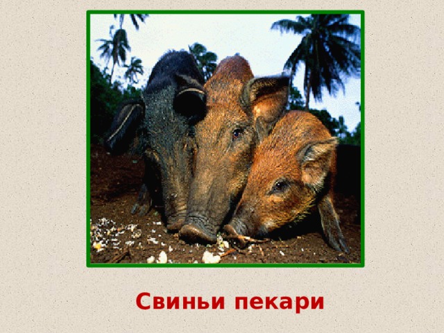 Свиньи пекари 