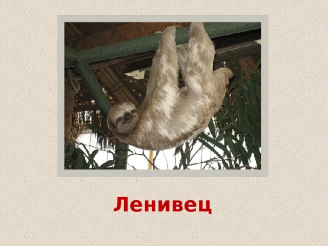 Ленивец 