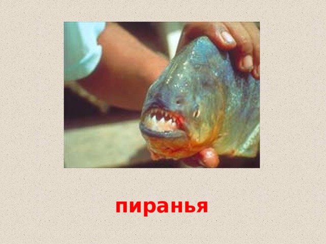 пиранья 