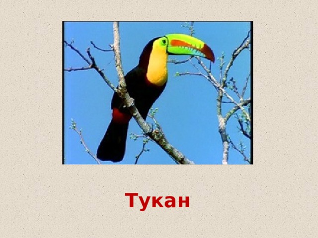 Тукан 