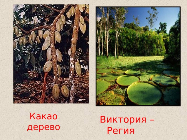Какао дерево Виктория – Регия 