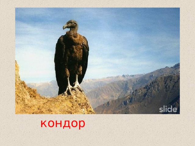 кондор 