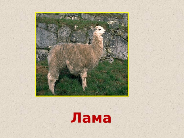 Лама 