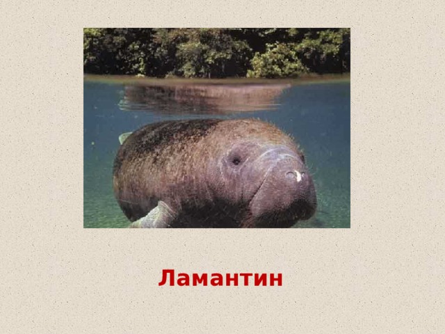 Ламантин 