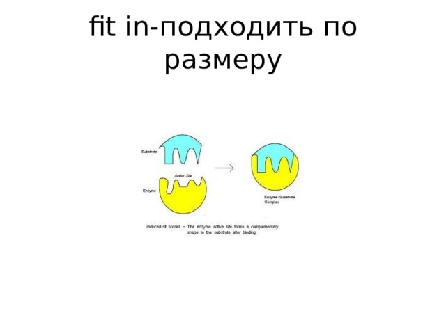 fit in-подходить по размеру 